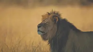 Задник к фильму "" #745938