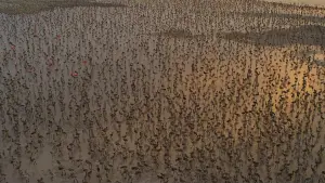 Задник к фильму "Flamingos: La vida después del meteorito" #772280