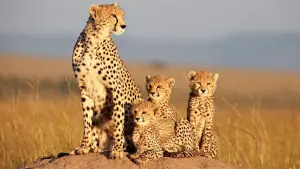 Видео к фильму Африканские кошки: Королевство смелых | Африканские кошки: Королевство смелых - Трейлер