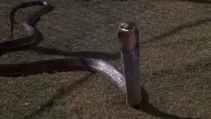 Задник к фильму "Ссссссс" #394981