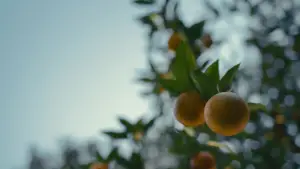 Задник к фильму "Мальчишки из «Никеля»" #598747