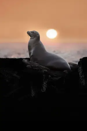 Постер к фильму "Sea Lions of the Galapagos" #719379