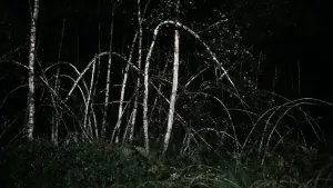 Задник к фильму "Антихрист" #323775