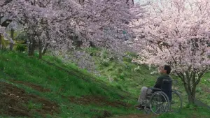 Задник к фильму "Фейерверк" #710949