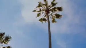 Задник к фильму "Почти знаменит" #808370