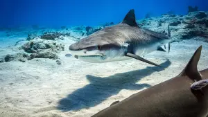 Задник к фильму "Дельфиний риф" #436276