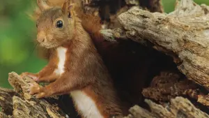 Задник к фильму "Le Chêne" #198332