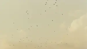 Задник к фильму "Вкус вишни" #695669