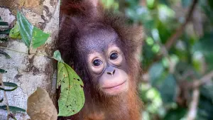 Задник к фильму "Orang-Utans - Borneos Waldmenschen" #922235