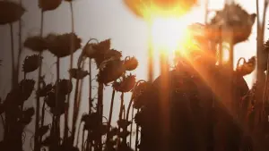 Задник к фильму "Техасская резня бензопилой" #327529