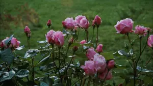 Задник к фильму "Осенняя соната" #645075