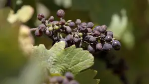 Задник к фильму "The Two Eighty Project" #791943