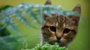 Задник к фильму "" #385338