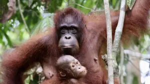 Задник к фильму "Orang-Utans - Borneos Waldmenschen" #922229