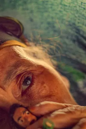 Постер к фильму "كذب أبيض" #193180