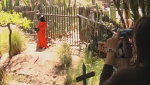 Задник к фильму "Выход через сувенирную лавку" #440715