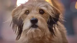 Задник к фильму "Бенджи" #483013