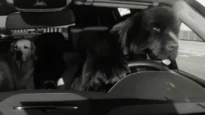 Задник к фильму "" #591142