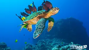 Задник к фильму "Большое путешествие вглубь океанов 3D" #498521