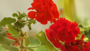 Задник к фильму "" #439949