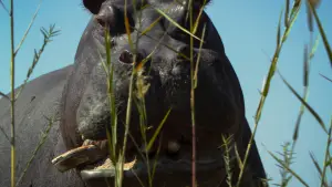 Задник к фильму "Pepe" #757281