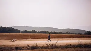 Задник к фильму "Тигр, волк, кролик" #705707