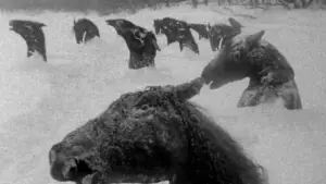 Задник к фильму "Мой Виннипег" #643535