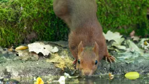 Задник к фильму "Le Chêne" #198300