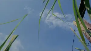 Задник к фильму "Одуванчик" #731107