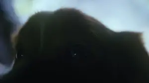 Задник к фильму "Хороший мальчик" #517225