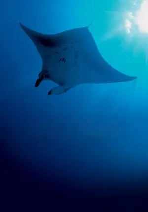 Постер к фильму "Голубая бездна" #724859