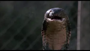 Задник к фильму "Ссссссс" #394978