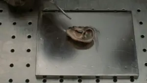 Задник к фильму "Синий бархат" #626907