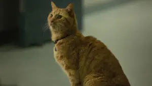 Задник к фильму "Капитан Марвел" #573692