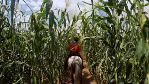 Задник к фильму "Оклахома!" #358349