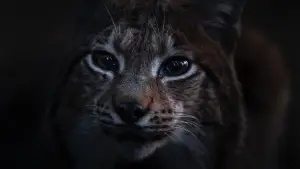 Задник к фильму "" #534646