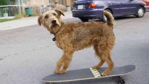 Задник к фильму "Пожарный пёс" #429237