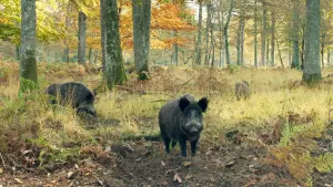 Задник к фильму "Le Chêne" #198320