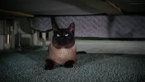 Задник к фильму "Эта дикая кошка" #401058