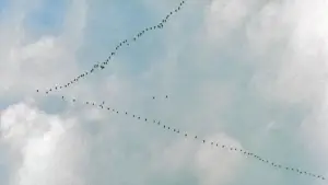 Задник к фильму "Эмигранты" #631566