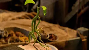 Задник к фильму "Фантастические твари и где они обитают" #472979