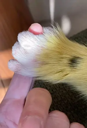 Постер к фильму "Марсупилами. Пушистый круиз" #516355