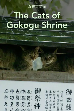 五香宮の猫