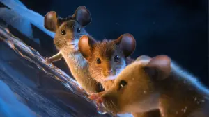 Задник к фильму "Мышиный переполох" #556107