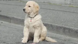 Задник к фильму "Снежная пятёрка" #426614