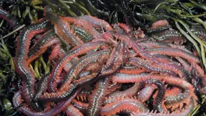 Задник к фильму "Черви" #727676