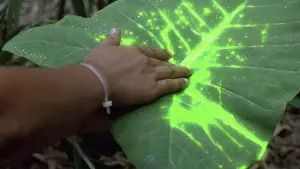 Задник к фильму "Хищник" #559779