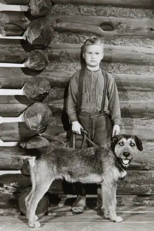 Постер к фильму "Шейн" #217405