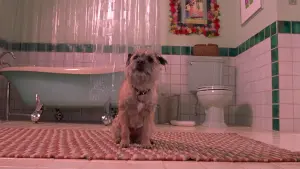 Задник к фильму "Все без ума от Мэри" #273200