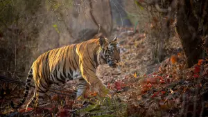 Задник к фильму "" #442904